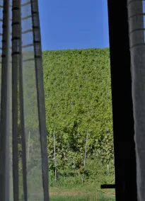 Vitae di Langa - Ausblick vom Zimmer
