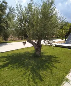 Anastasios Olive Garden Apartments - Vista do quarto
