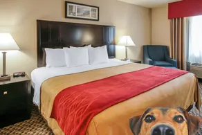 Comfort Inn Troutdale-Portland East - Chambre