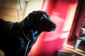 The Chilterns Fox - Sala de fitness