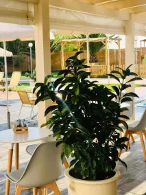 Nautica Hotel Apartments - Restaurant