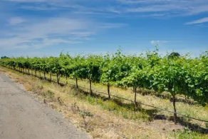Charming Lodi Retreat: Walk to Local Wineries - Interiør