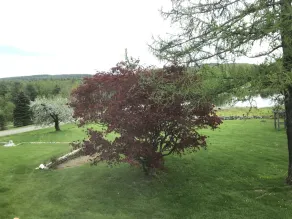 Colonel Williams Inn - Vue de la chambre