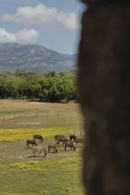 Pozzo di Mastri - Vue de la chambre