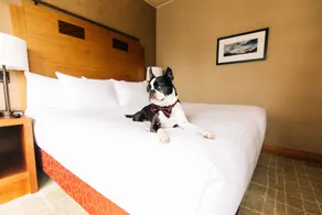Grand Hyatt Seattle - Chambre