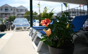 Grecian Garden Motel - Utendørsbasseng