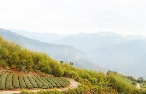 紫龍星空民宿 - View from room