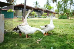 Alpha Wellness Resort Mysore - Property grounds