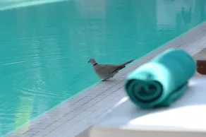 Les Jardins de la Médina - Piscine