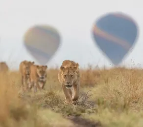 Safari your way kenya - Diverse