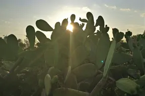 Angeli Nel Salento - Casa Vacanze - Vista dalla camera