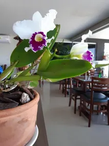 WR Confort Hotel Campo Grande - Restaurant