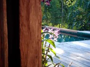 Green Gecko - Pool