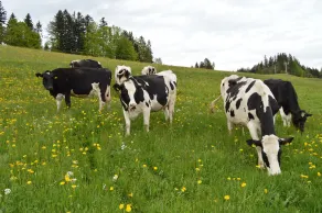 Ferienhof Feurle - Udsigt fra værelset