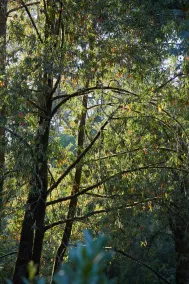 Mine and Farm, The Inn at Guerneville, CA - Vue de la chambre