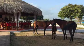 Pousada Marajoara- Hotel Fazenda-Turismo de Aventura - Restaurant