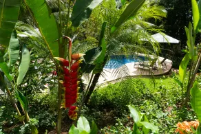 Arbol Verde Villas - Pool