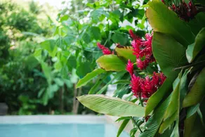 Dominican Tree House - Piscine