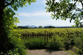 Mas du Clos de l'Escarrat - Ausblick vom Zimmer