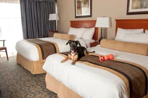 Best Western Brantford Hotel and Conference Centre - Chambre