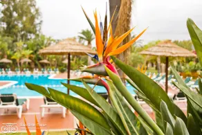 Hotel Baia delle Palme - Piscina