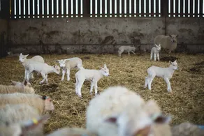 Owen House Farm - Udsigt fra værelset