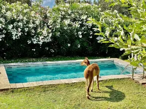 Les Bergeries de Figari - Pool