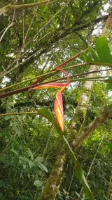 La Penal Amazon Lodge - View from room