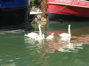 Boat For Guest - Piscina