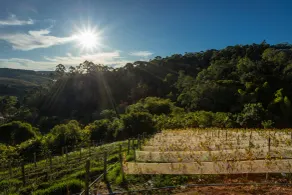 Quinta dos Manacás Pousada - Ausblick vom Zimmer