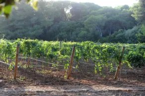 Tenuta Vigna Corallo - Dalia - Udsigt fra værelset