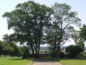 Chambres d'Hôtes Le Château de la Plante - Udsigt fra værelset