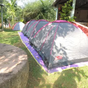 Jungle Nest Homestay - View from room