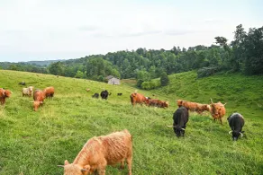 Cabin on Working Highland Cattle Farm in Kentucky - Interior