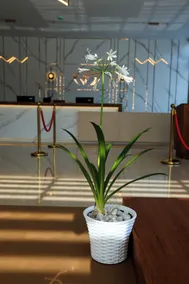 Hotel Saffron Wayanad - Réception