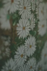 KAZENO Kurayoshi - Camera