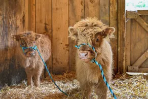Tiny Home w/ Hot Tub & Mini Highland Cows! - Innvendig