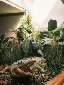 Hotel Crocodile & Crocodile Music Venue - Réception