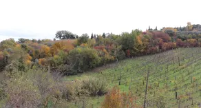 Azienda Agraria La Casella - Udsigt fra værelset