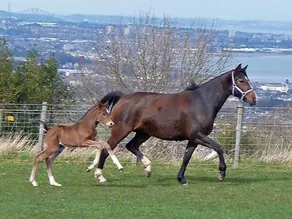 Faside Estate - Fitnessbereich