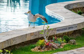Chez Pitu Praia Hotel - Pool