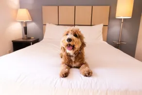 Sonesta Simply Suites Dallas Galleria - Chambre