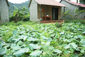 Viet Hai Lan Homestay - Jardim
