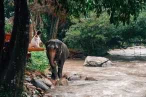 3Pok wake with elephants - Værelse