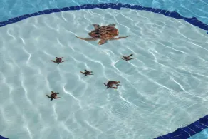 BSEA Cancun Plaza Hotel - Pool