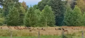 Elk Meadow - Exterior