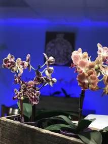 The Noor Hotel - Réception