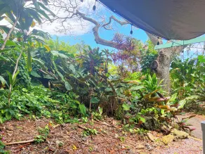 Retiro de la granja de Gingerhill. Comuna con la naturaleza en el sur de Kona. - Vistas desde la habitación