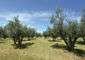 Agriturismo Villa Val D'Olivi - Zimmer