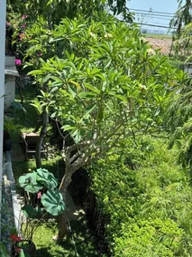 ZEN Boutique Hoi An - Eco-Friendly Villa - View from room